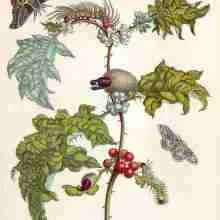 changesi Metamorphisis
